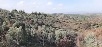 ÜRETİME HAZIR 29,8 DÖNÜM ZEYTİN & CEVİZ BAHÇESİ
