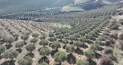 MANİSA SALİHLİ HACIHIDIR’DA 132 DÖNÜM ZEYTİNLİK | TRAFOLU, SULAMA SİSTEMLİ | KREDİ & TAKAS UYGUN