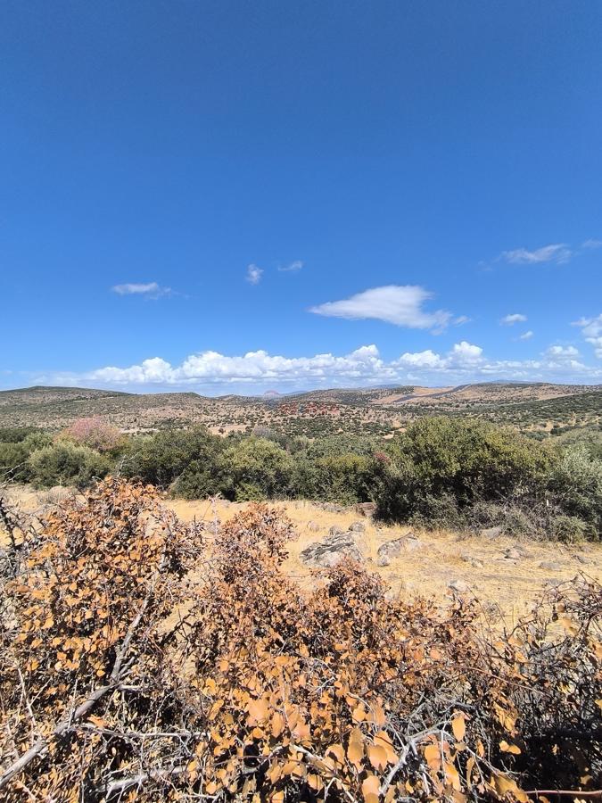 DIKILI KATIRALANI KÖYÜ'NDE ZEYTINLI TARLA-YATIRIMCILAR IÇIN YÜKSEK POTANSIYEL VE ULAŞIM KOLAYLIĞI