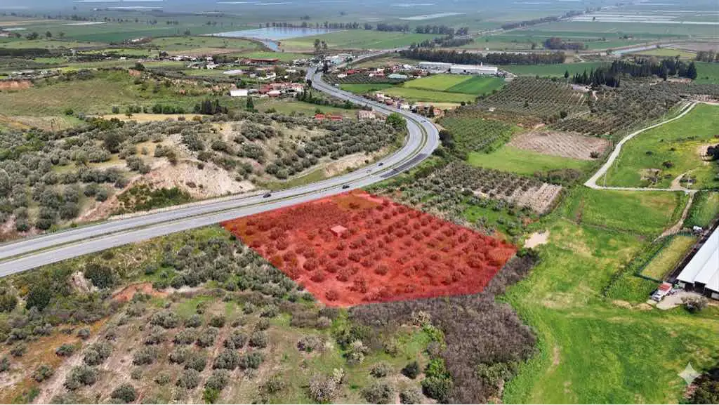 MİLAS SÖKE YOLUNDA ZEYTİNLİK