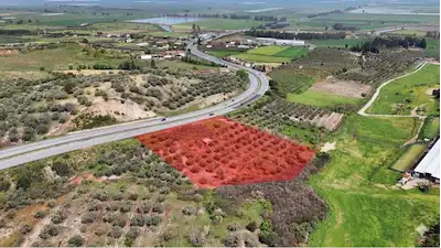 MİLAS SÖKE YOLUNDA ZEYTİNLİK