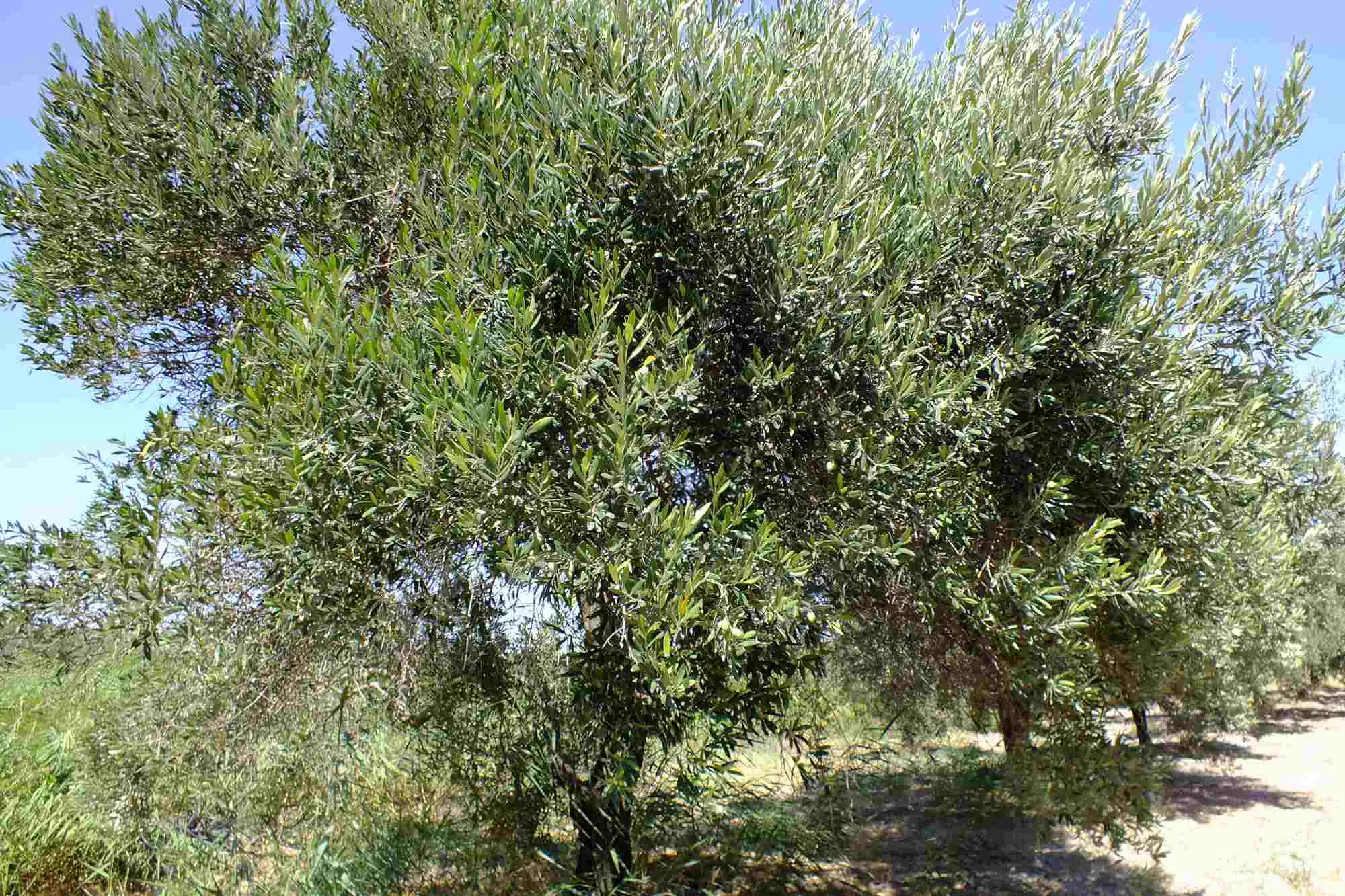 Property image 23