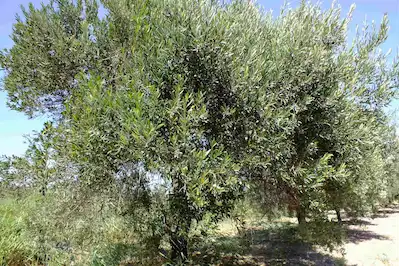 AKHISAR BALLICA MAHALLESINDE SATILIK VERIMLI ZEYTINLIK