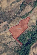 BALIKESİR HAVRAN'DA 244M YOLA CEHPE SATILIK ZEYTİNLİK