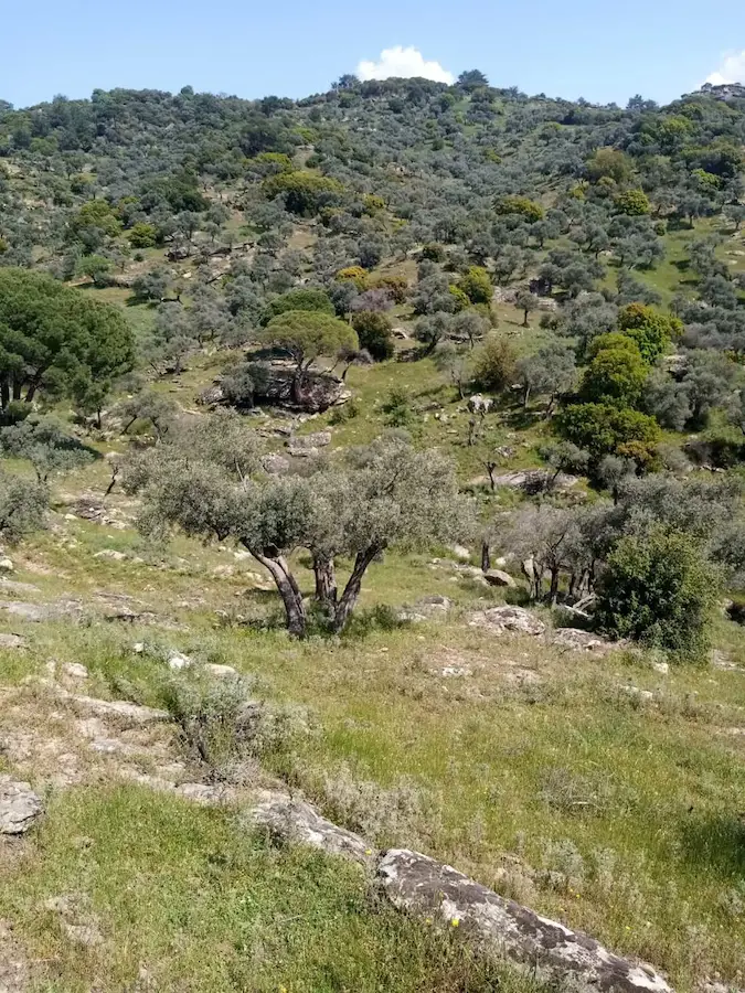 SÖKE BAĞARASI BAYIRDAMI'NDA 10 DÖNÜM ZEYTINLIK