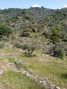 SÖKE BAĞARASI BAYIRDAMI'NDA 10 DÖNÜM ZEYTINLIK