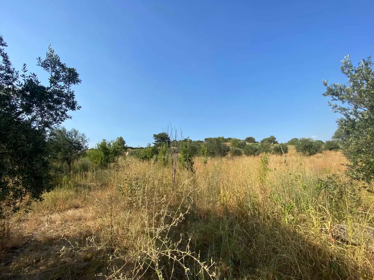 MANISA SANCAKLI İĞDECIK'TE 7.778 M² SONDAJLI ZEYTINLI BAĞ 3