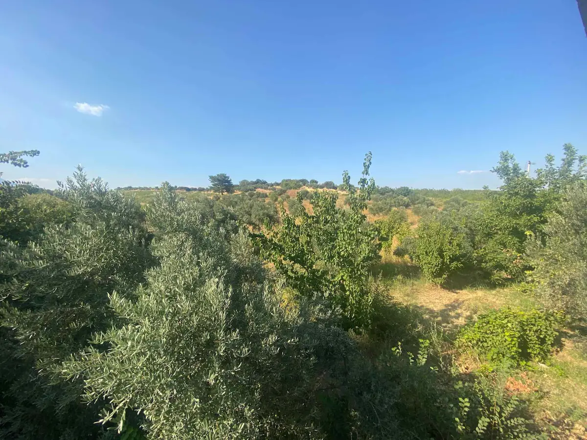 MANISA SANCAKLI İĞDECIK'TE 7.778 M² SONDAJLI ZEYTINLI BAĞ