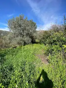 MARMARIS SÖĞÜT "BIR YERIM OLSUN" | 114,71 M² CAZIP TARLA FIRSATI