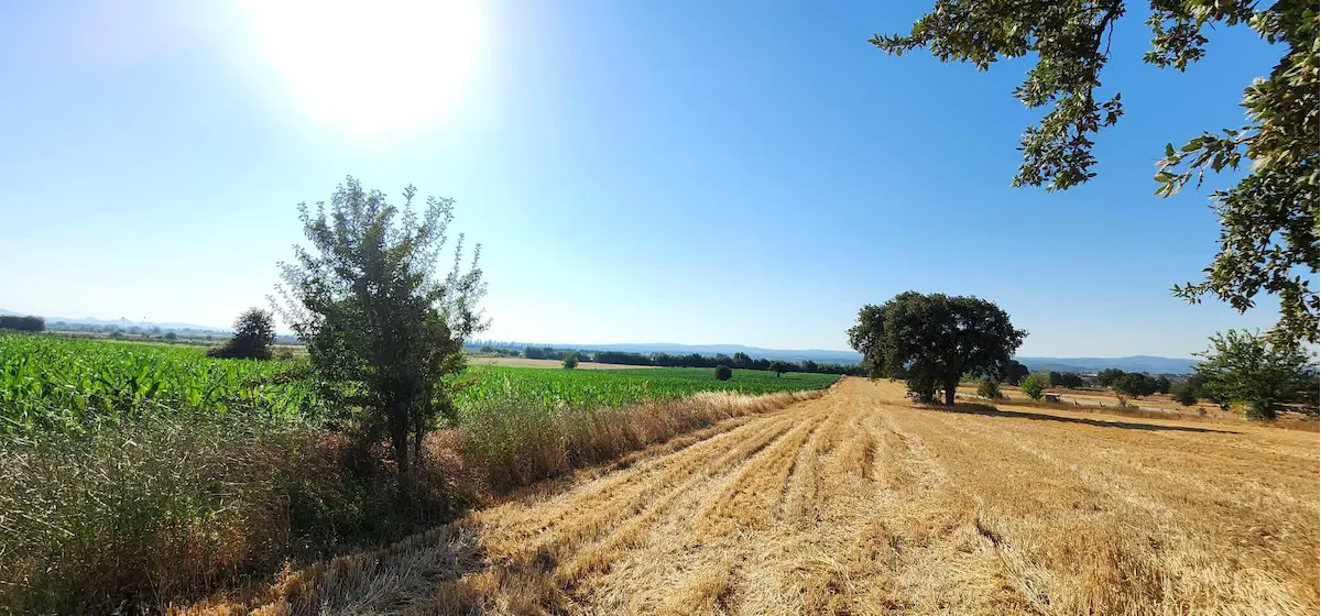 ÇANAKKALE BAYRAMİÇ AHMETÇELİ KÖYÜ’NDE 30.583 M2 SATILIK TARLA