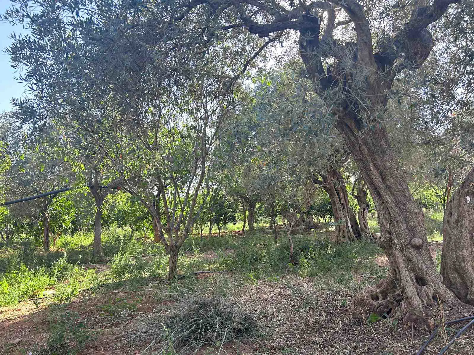 Property image 22