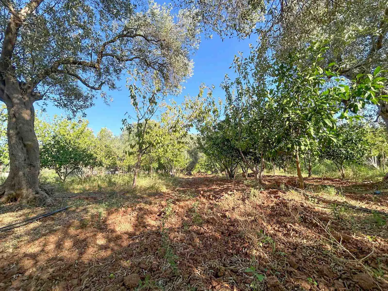 Property image 36