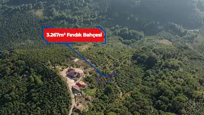 RE/MAX İNCİ'DEN FATSA TEPECİK’TE SATILIK FINDIK BAHÇESİ