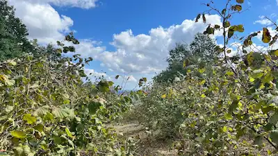 KOCAELİ KANDIRA EĞERCİLİ KÖYÜNDE 10486M2 SATILIK TARLA
