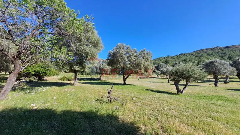 ÇEŞME GERMIYAN'DA 4250 M2 ZEYTIN AĞAÇLI TARLA NITELIĞINDE PARSEL