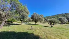 ÇEŞME GERMIYAN'DA 4250 M2 ZEYTIN AĞAÇLI TARLA NITELIĞINDE PARSEL