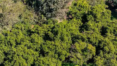 KONYAALTI’NDA MÜSTAKİL PARSEL 1.384M² SATILIK PORTAKAL BAHÇESİ | KREDİYE UYGUN
