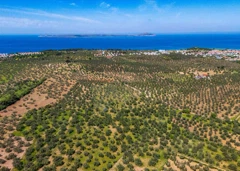 ÇANAKKALE EZINE GEYIKLI SAHIL YOLA CEPHELI 24 DÖNÜM ZEYTINLIK