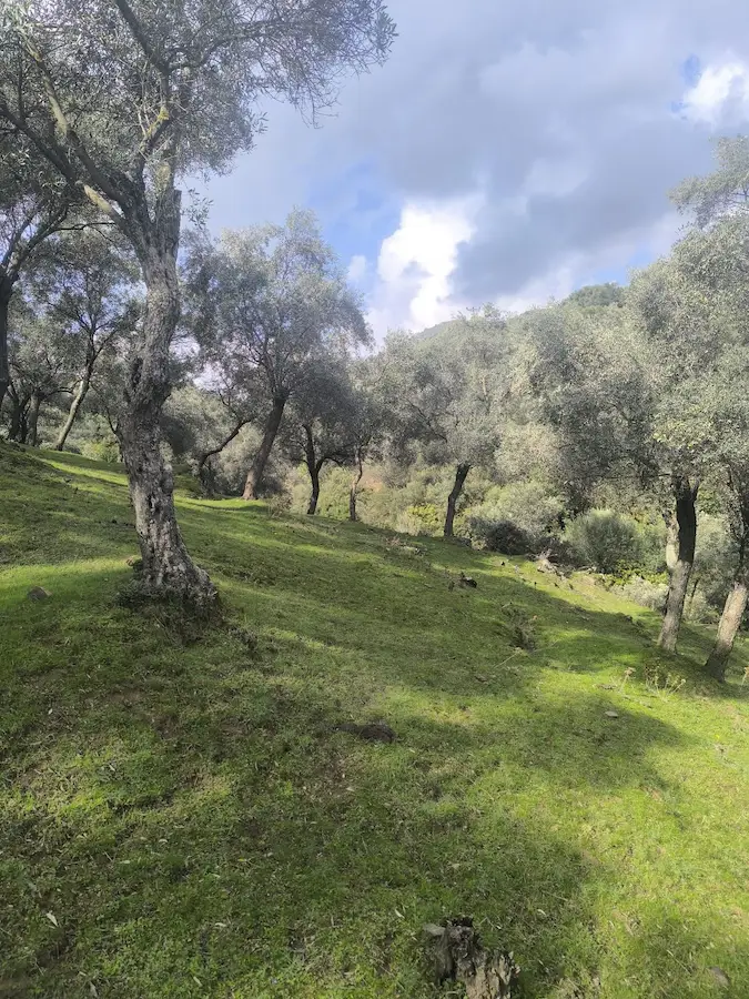 İZMİR BAYINDIR ÇENİKLER’DE 2.455 M² ZEYTİNLİK TARLA