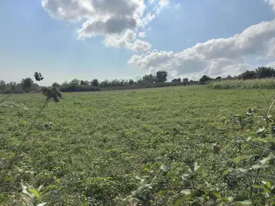 ATAKUM TAFLAN MERKEZ MAH SATILIK 779 M2 KONUT İMARLI ARSA