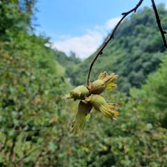 FERİZLİ GÖLET YANINDA ELETRİK SU SORUNU OLMAYAN FINDIK BAHÇESİ