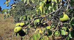 FERİZLİ GÖLET YANINDA ELETRİK SU SORUNU OLMAYAN FINDIK BAHÇESİ