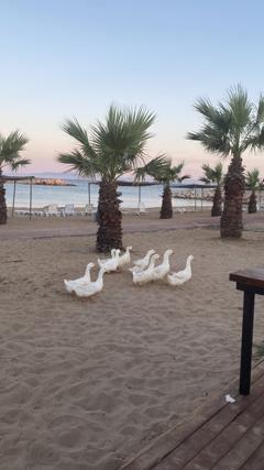 DIDIM PARLAMENTERLER SITESI SATILIK EŞYALI TADILAT GÖRMÜŞ VILLA