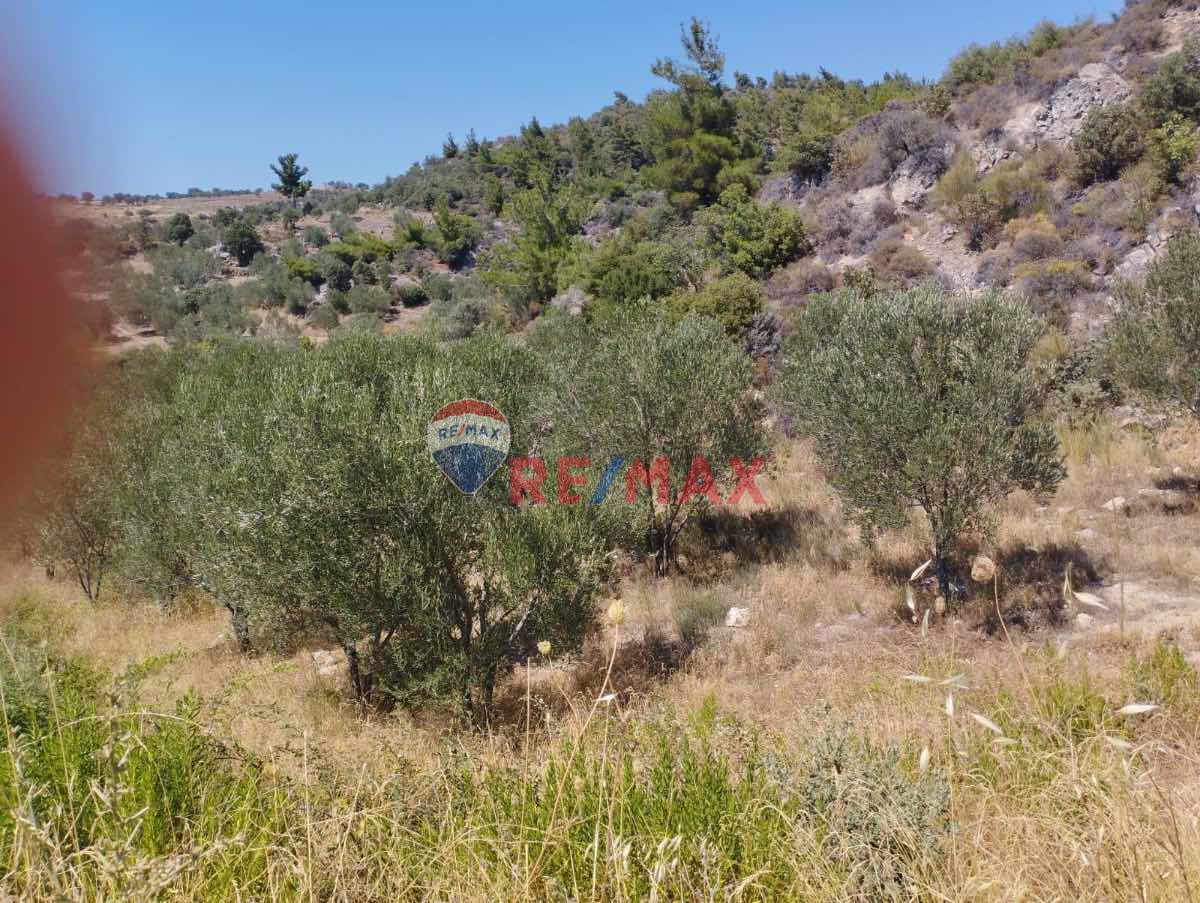 AYVACIK 7273 M2 ZEYTİNLİK KÖYE VE DENİZE YAKIN