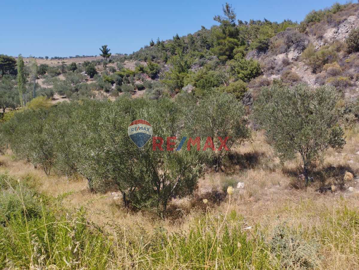 AYVACIK 7273 M2 ZEYTİNLİK KÖYE VE DENİZE YAKIN