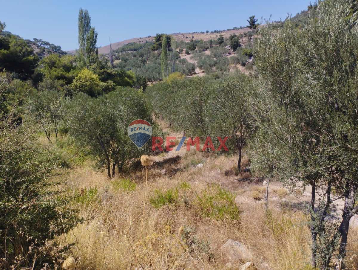 AYVACIK 7273 M2 ZEYTİNLİK KÖYE VE DENİZE YAKIN