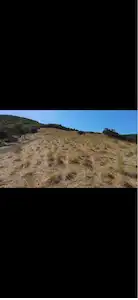 UÇMAKDERE ÜZÜM BAĞI
