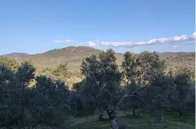 GÖMEÇ YAYA LARDA ,TEK PARSEL, VERIMLI, BAKIMLI SATILIK ZEYTINLIK