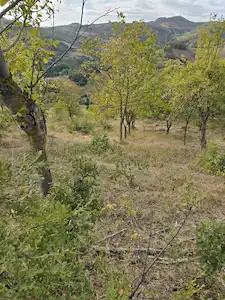 İZNİK MECİDİYE KÖYÜNDE YATIRIMLIK ARAZİ TEKLİFLERE AÇIKTIR