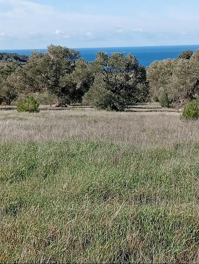 ÇANAKKALE AYVACIK KÖSEDERE’DE DENİZE YAKIN 8.299 M² ZEYTİNLİK