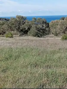 ÇANAKKALE AYVACIK KÖSEDERE’DE DENİZE YAKIN 8.299 M² ZEYTİNLİK