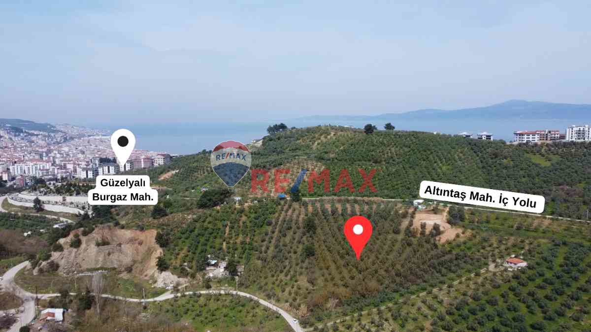 MUDANYA GÜZELYALI BURGAZ İMARA YAKIN 9785 M2 TEK TAPU ZEYTİNLİK