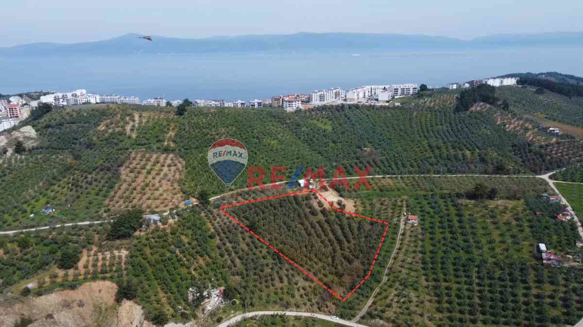 MUDANYA GÜZELYALI BURGAZ İMARA YAKIN 9785 M2 TEK TAPU ZEYTİNLİK