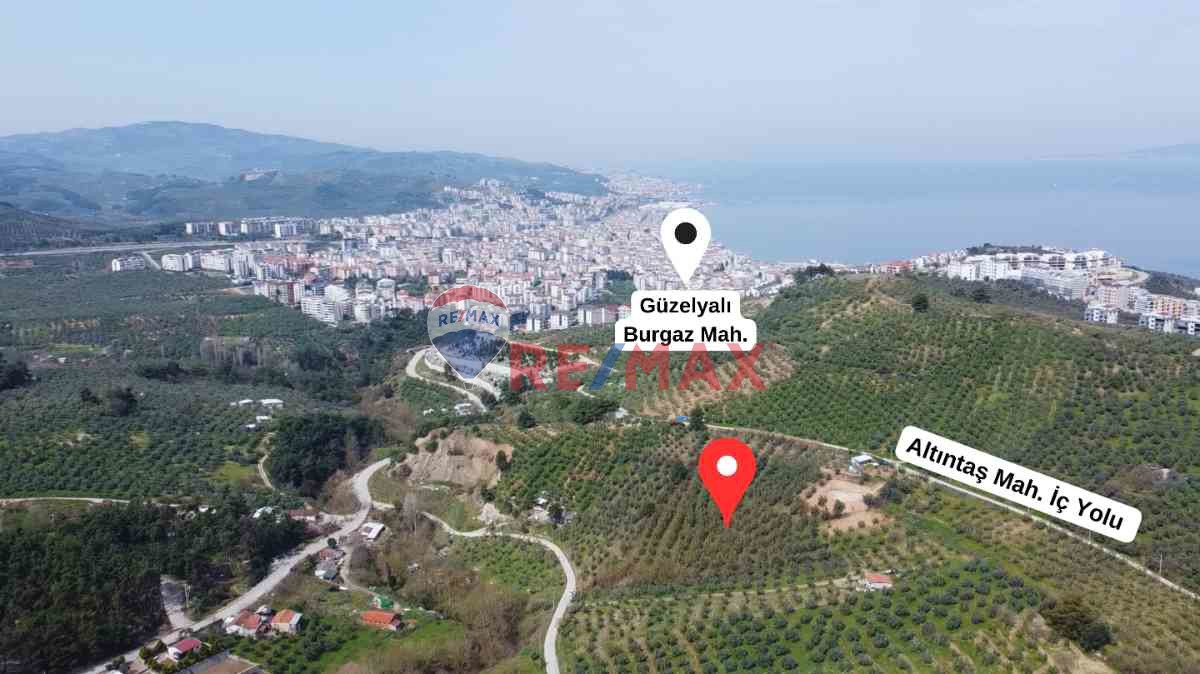 MUDANYA GÜZELYALI BURGAZ İMARA YAKIN 9785 M2 TEK TAPU ZEYTİNLİK