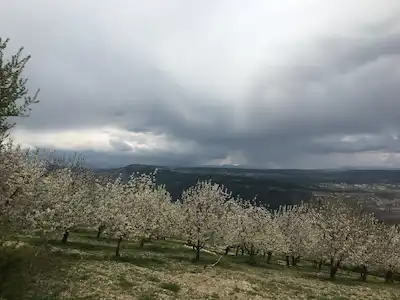 HÜLYA’DAN BURSA ORHANELİ MAH SATILIK 10 DÖNÜM TARLA
