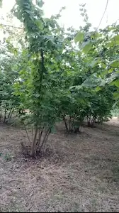 İZMİT KURTDERE MAHALLESİNDE SATILIK FINDIK TARLASI