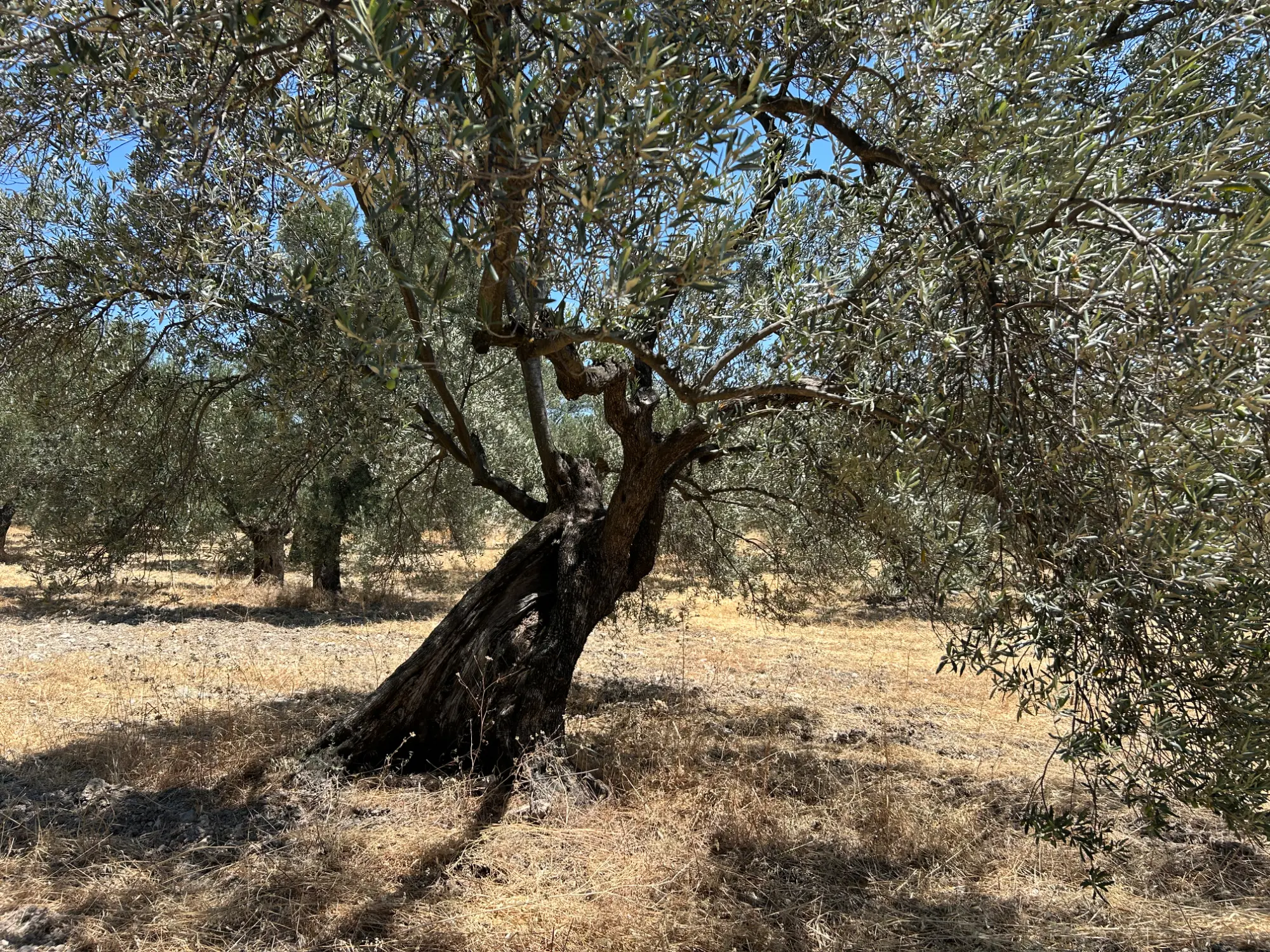 Property image 22