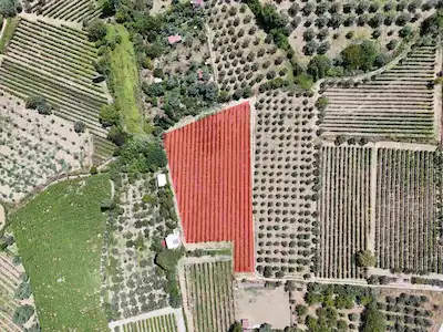 SELÇUK GÖKÇEALAN'DA SATILIK 5377 M2 TARLA