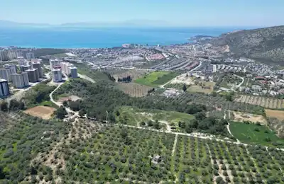 KUŞADASINDA MERKEZE YAKIN 29.544 M2 SATILIK ZEYTİNLİK