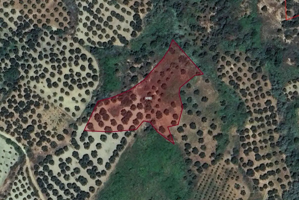 TEKİRDAĞ ŞARKÖY'DE İÇİNDE 52 ZEYTİN AĞACI BULUNAN 4 DÖNÜM TARLA