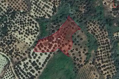 TEKİRDAĞ ŞARKÖY'DE İÇİNDE 52 ZEYTİN AĞACI BULUNAN 4 DÖNÜM TARLA