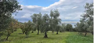 İZNIK AYDINLARDA TAMAMI GÖL MANZARALI 4823 M² YATIRIMLIK TARLA