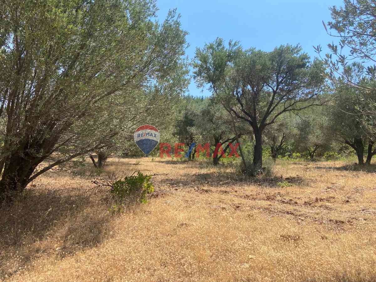 BERGAMA YUKARI ILGINDERE DE SATILIK ZEYTİNLİ TARLA