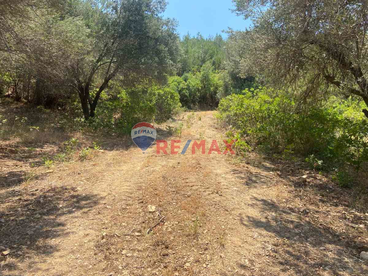 BERGAMA YUKARI ILGINDERE DE SATILIK ZEYTİNLİ TARLA