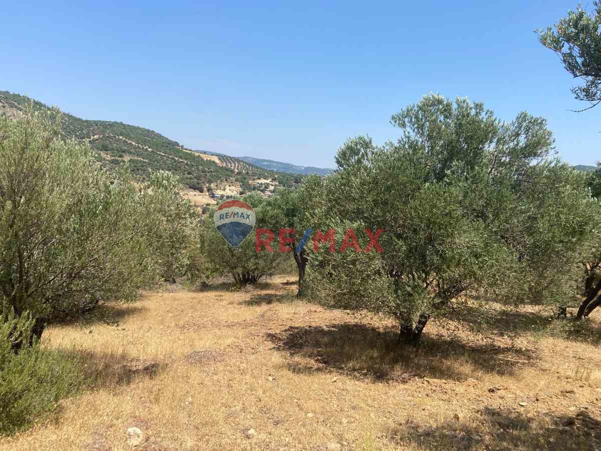 BERGAMA YUKARI ILGINDERE DE SATILIK ZEYTİNLİ TARLA