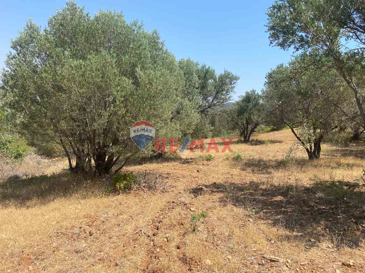 BERGAMA YUKARI ILGINDERE DE SATILIK ZEYTİNLİ TARLA